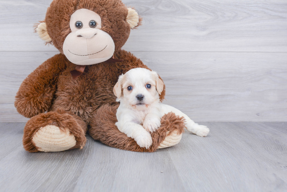 Petite Cavachon Designer Pup