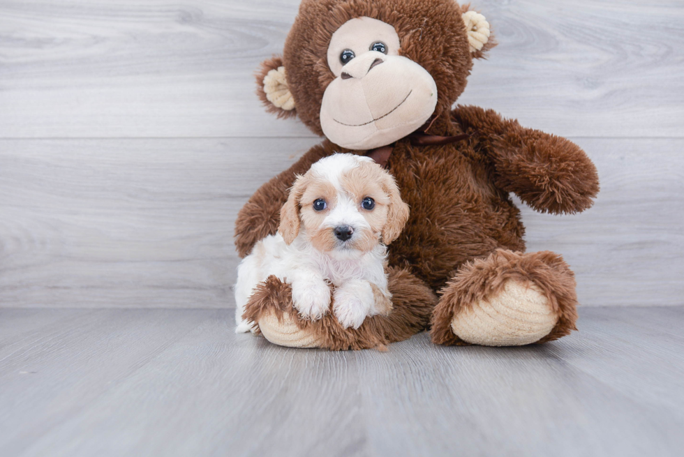 Adorable Cavalier Designer Puppy