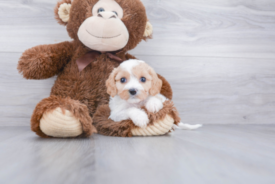 Best Cavachon Baby