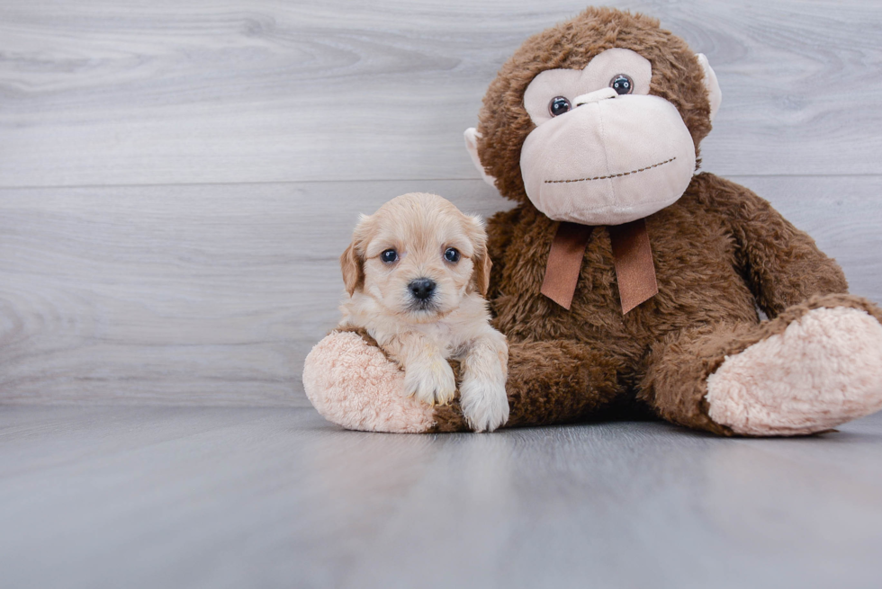 Best Cavachon Baby