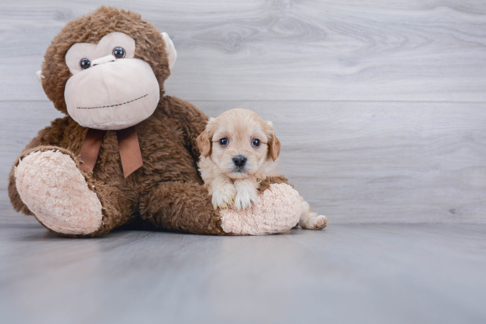 Cavachon Pup Being Cute