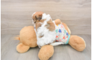Small Cavachon Baby