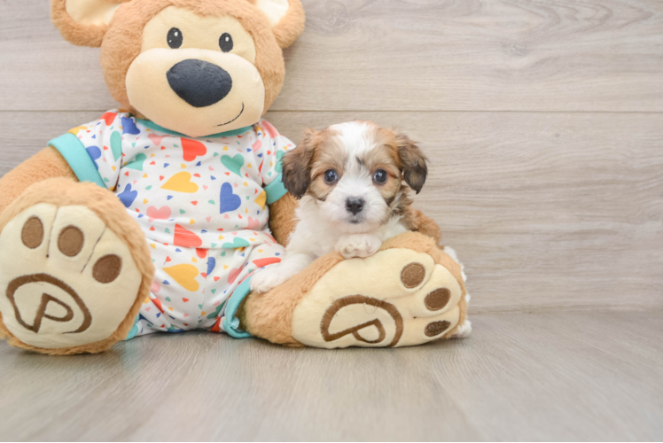 Cavachon Pup Being Cute