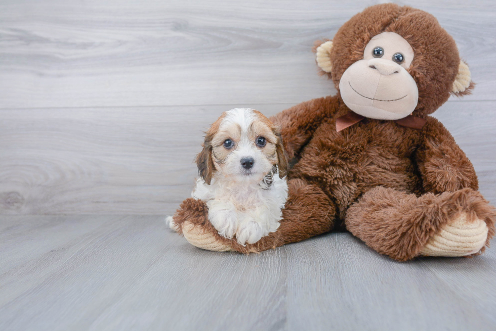 Cavachon Puppy for Adoption