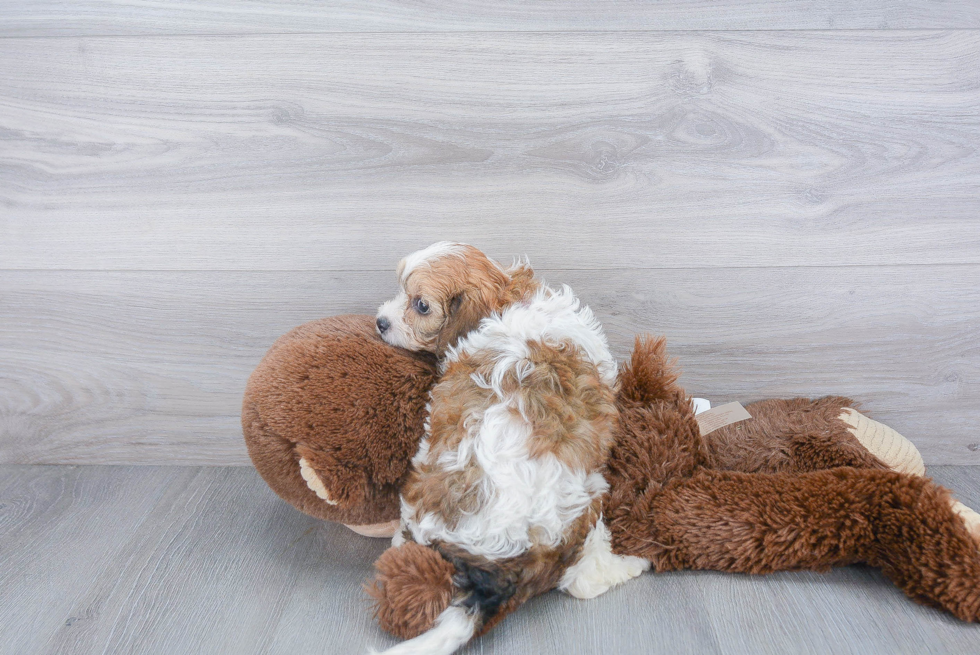 Cavachon Puppy for Adoption