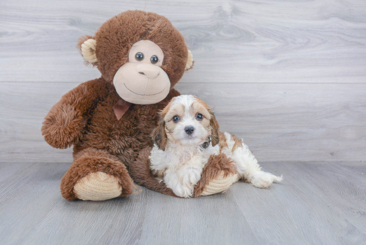 Small Cavachon Baby