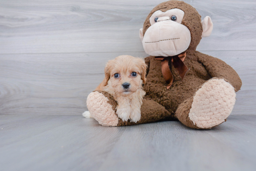 Smart Cavachon Designer Pup