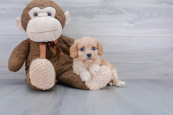 Friendly Cavachon Baby