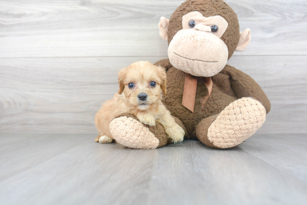 Cavachon Puppy for Adoption