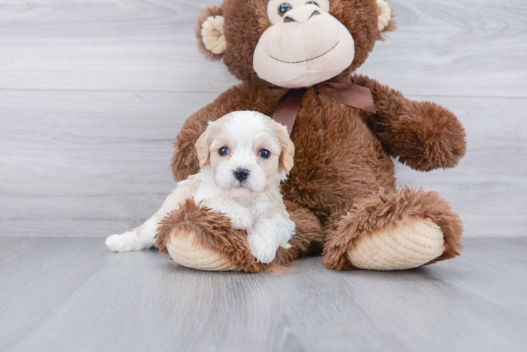 Cavachon Pup Being Cute