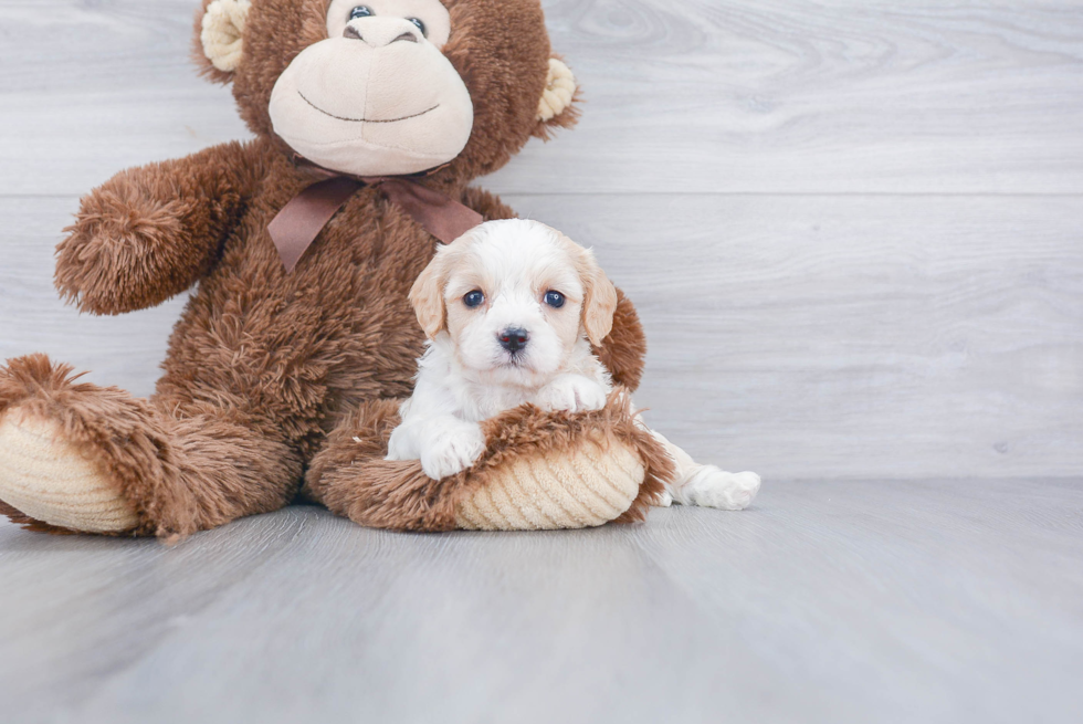 Cute Cavachon Baby