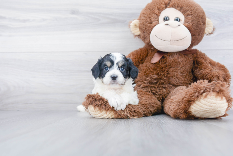 Playful Cavalier Designer Puppy