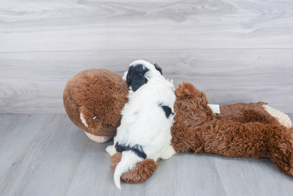 Small Cavachon Baby