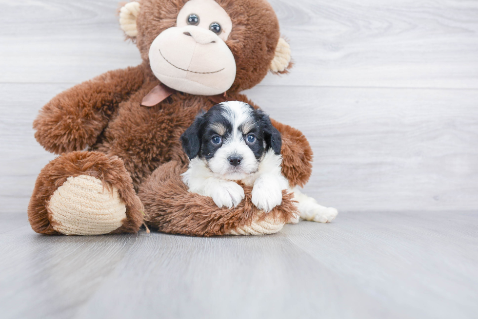 Cavachon Puppy for Adoption