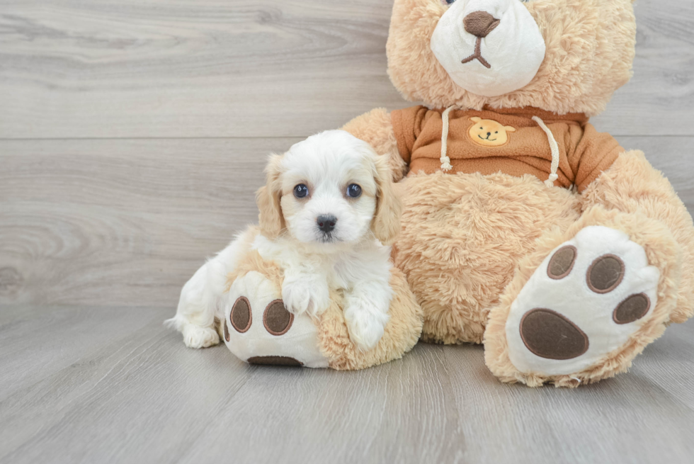 Small Cavachon Baby