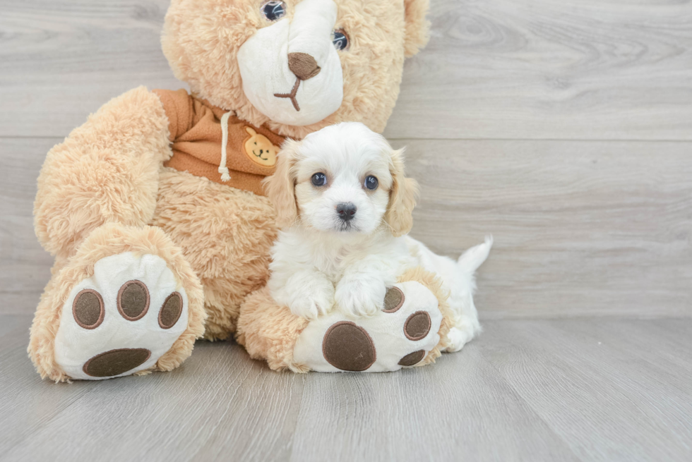 Hypoallergenic Cavalier Designer Puppy