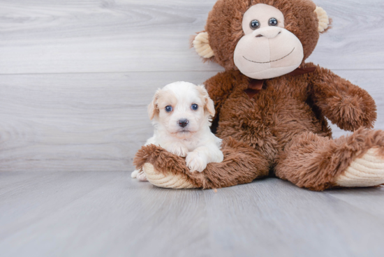 Funny Cavachon Designer Pup