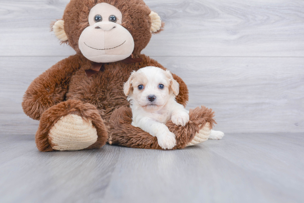 Cavachon Pup Being Cute