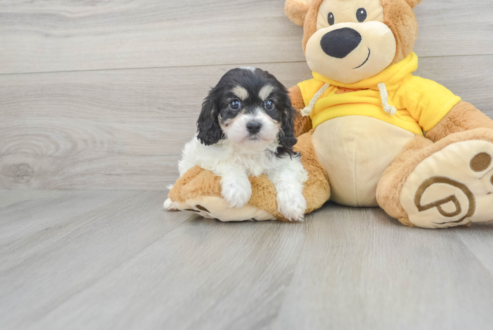 Sweet Cavachon Baby