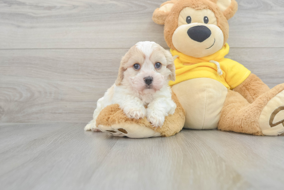 Funny Cavachon Designer Pup