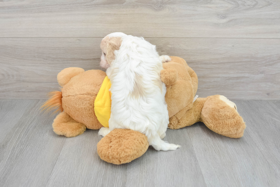 Cavachon Pup Being Cute