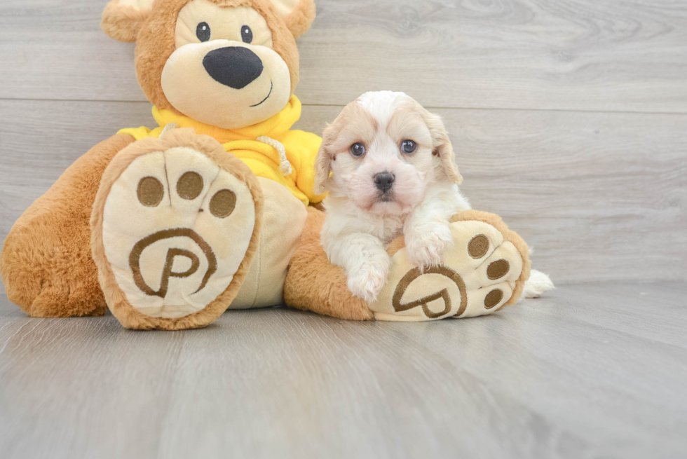 Playful Cavalier Designer Puppy