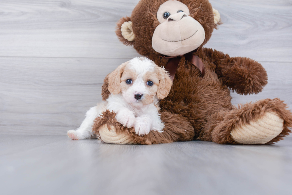 Playful Cavalier Designer Puppy