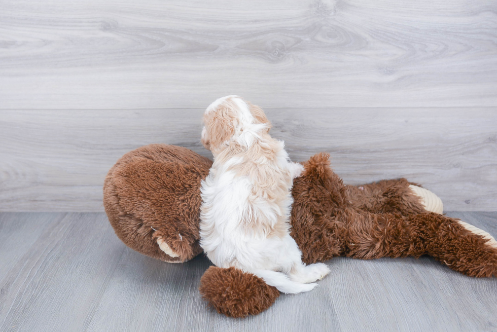 Friendly Cavachon Baby