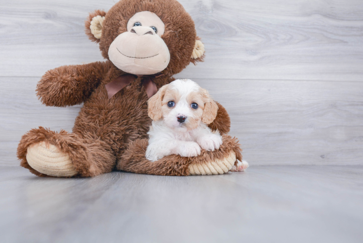 Smart Cavachon Designer Pup