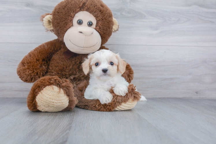 Best Cavachon Baby