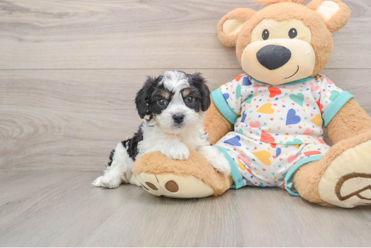 Happy Cavachon Baby
