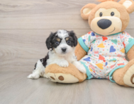 6 week old Cavachon Puppy For Sale - Premier Pups