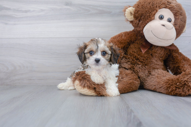 Best Cavachon Baby