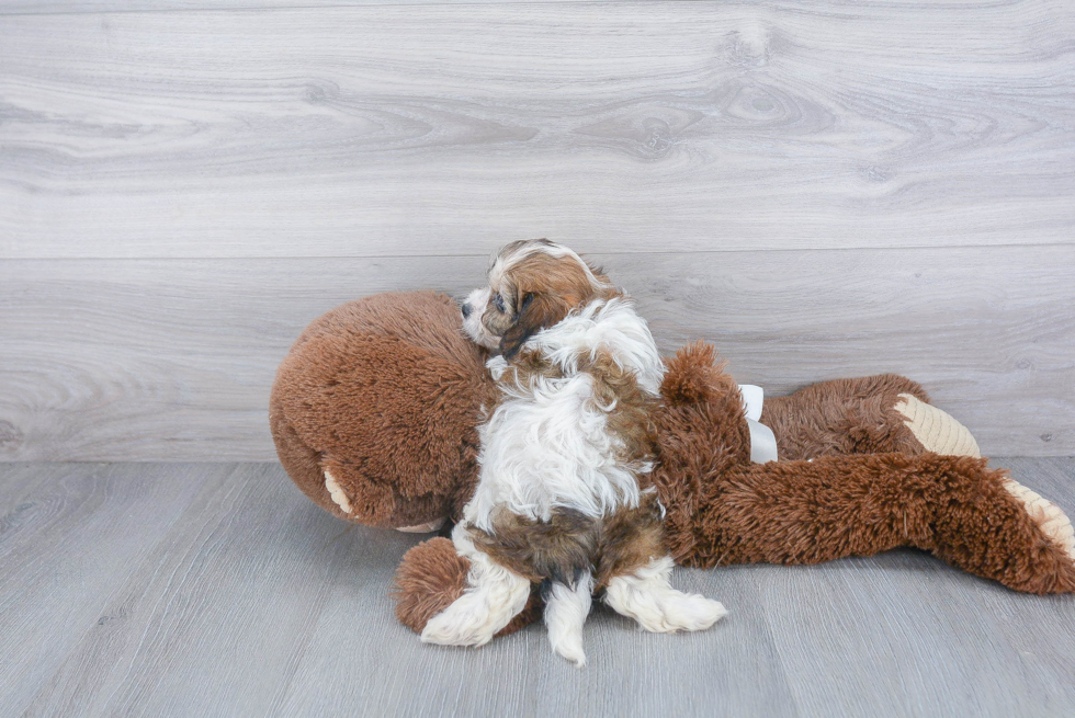 Best Cavachon Baby