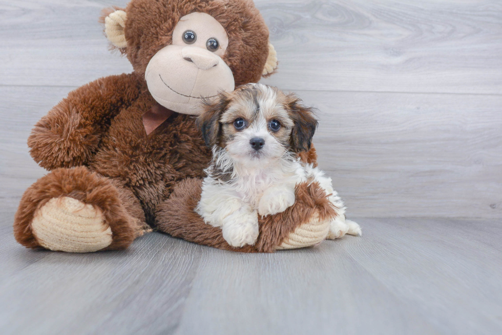 Fluffy Cavachon Designer Pup