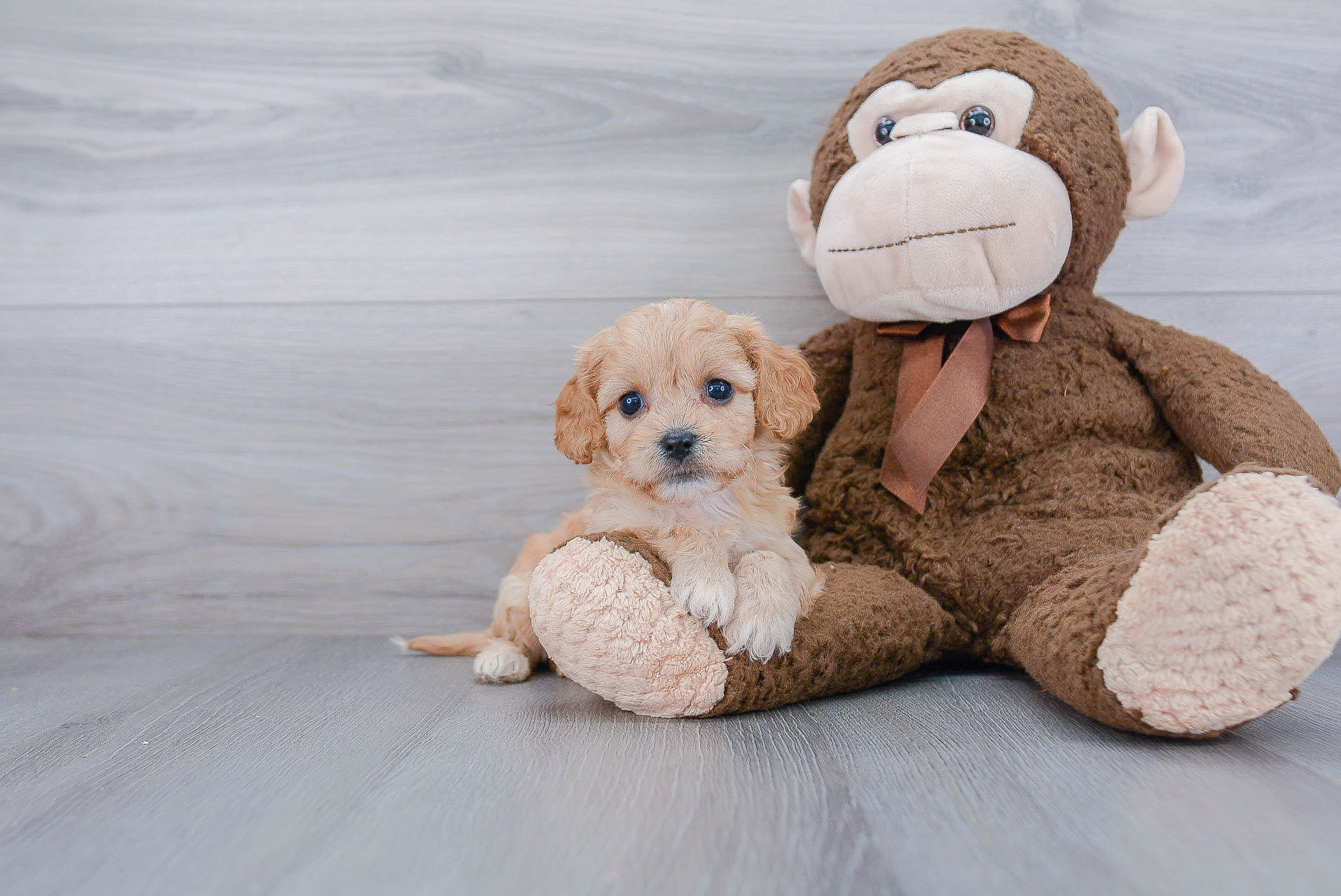 Sweet Cavachon Baby