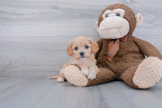 Sweet Cavachon Baby