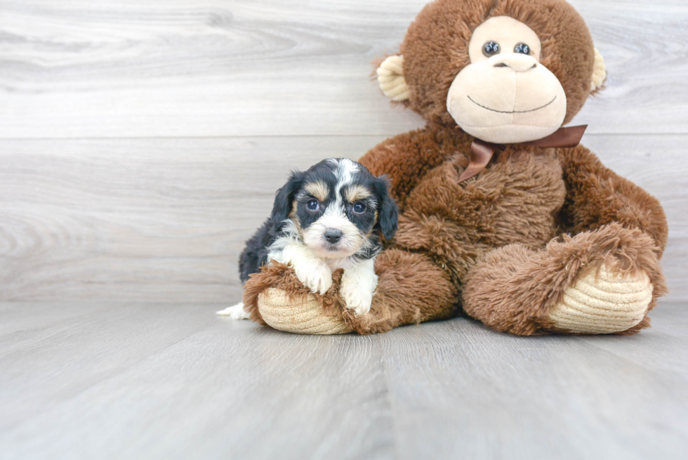 Cavachon Puppy for Adoption