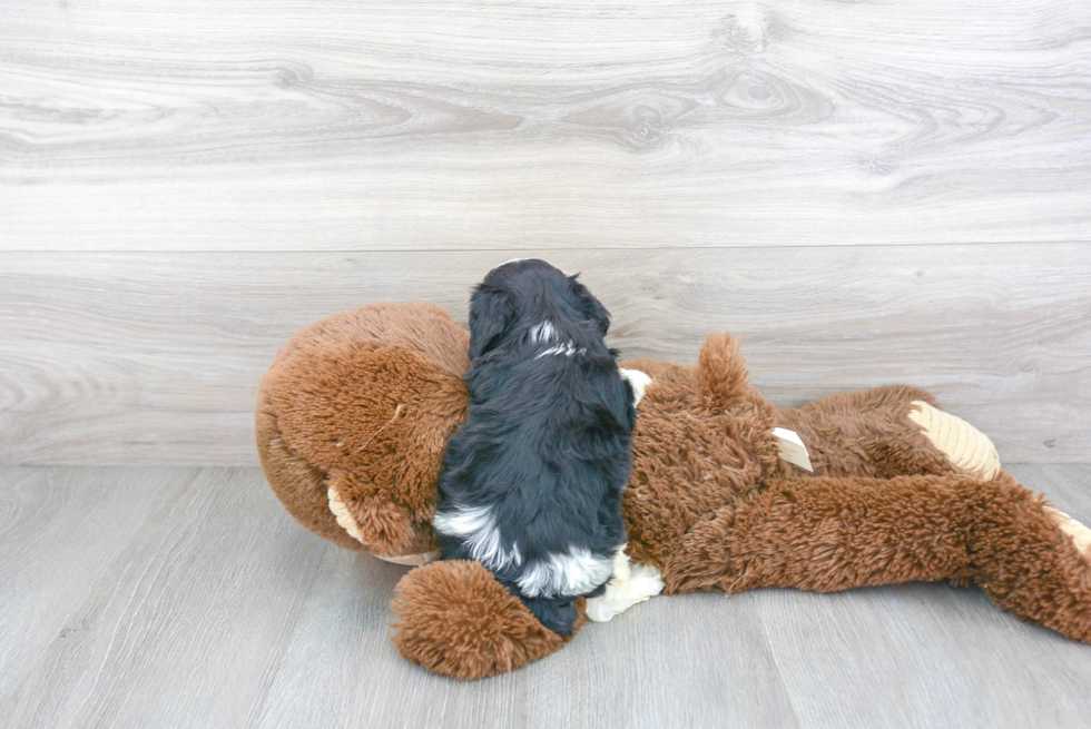 Small Cavachon Baby