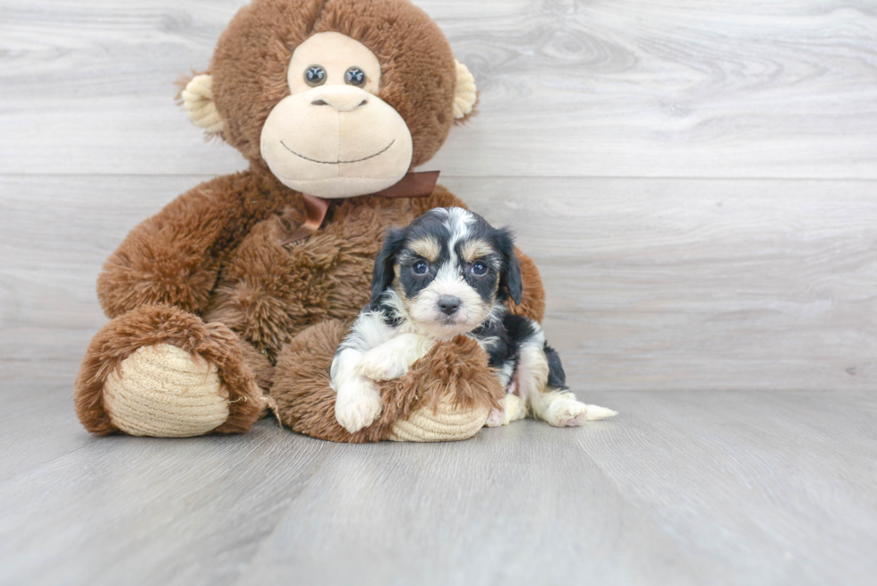 Fluffy Cavachon Designer Pup