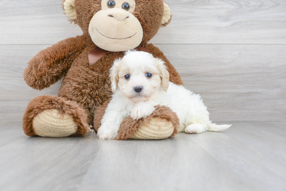 Sweet Cavachon Baby