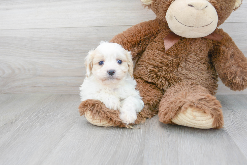 Adorable Cavalier Designer Puppy