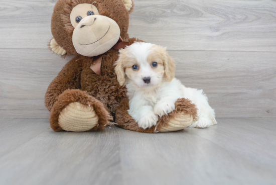 Best Cavachon Baby