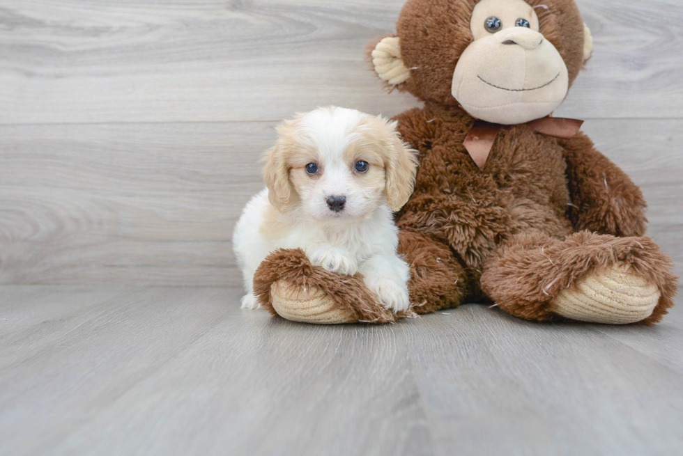 Cavachon Pup Being Cute