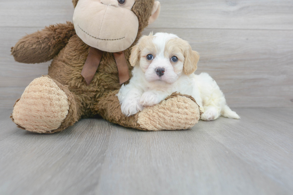 Petite Cavachon Designer Pup