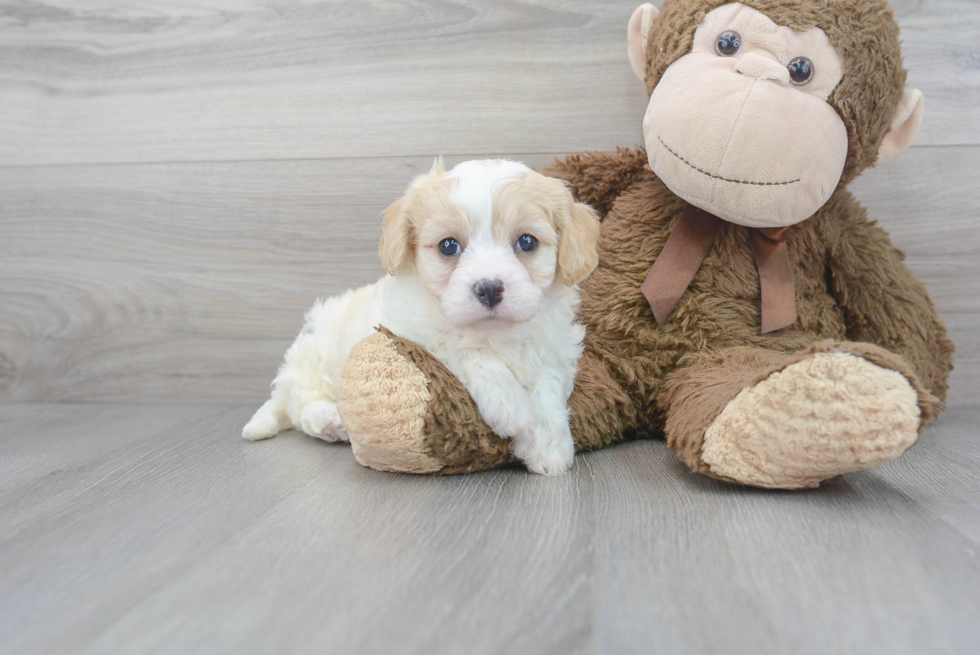 Cavachon Puppy for Adoption