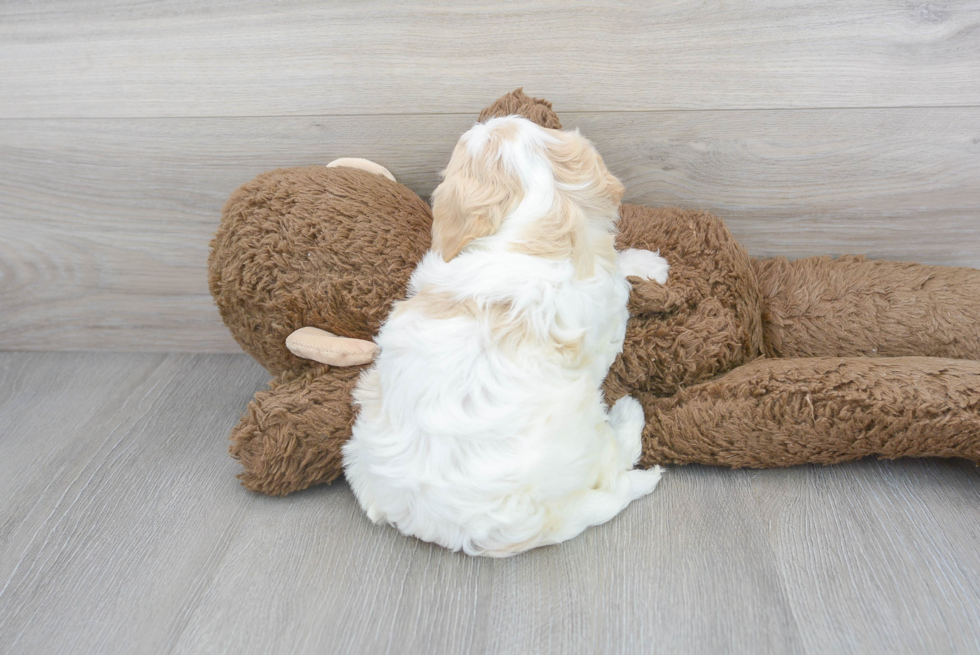 Friendly Cavachon Baby