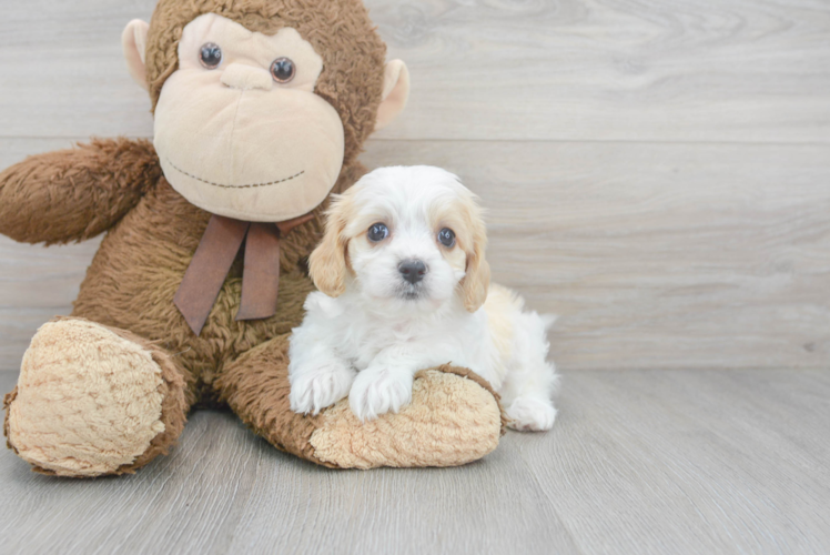 Cavachon Pup Being Cute