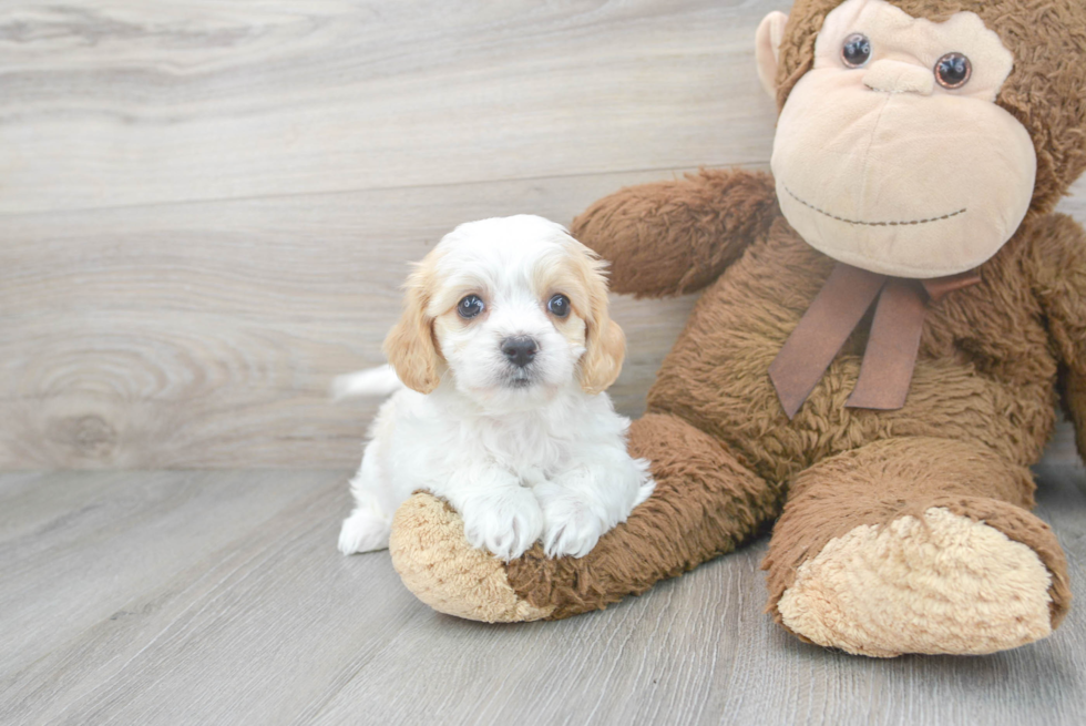 Hypoallergenic Cavalier Designer Puppy