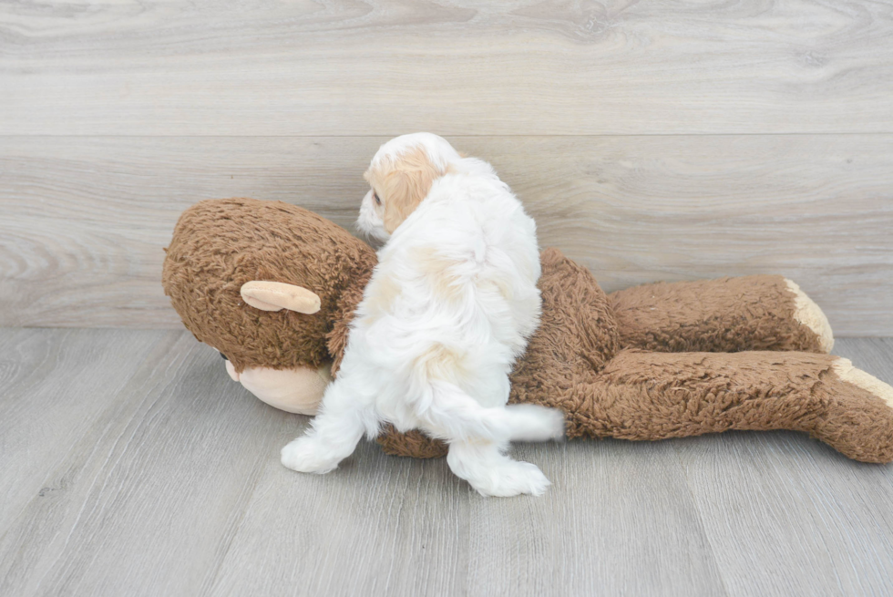 Cavachon Pup Being Cute